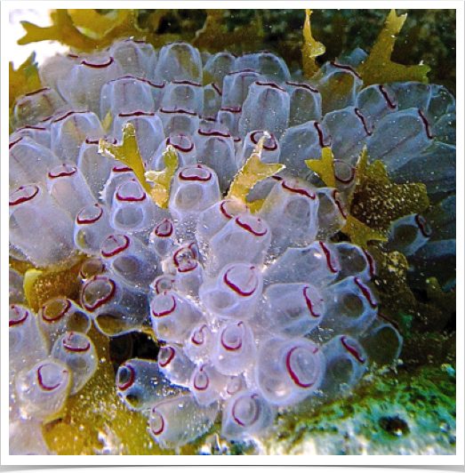  Cluster of Painted Tunicate (Clavelina pita) - on  reef at BVI. 